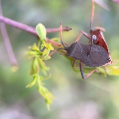 Amorbus sp. (genus) at Mount Ainslie to Black Mountain - 2 Jan 2024