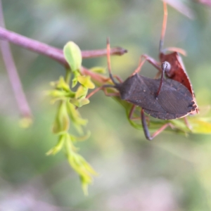 Amorbus sp. (genus) at Mount Ainslie to Black Mountain - 2 Jan 2024