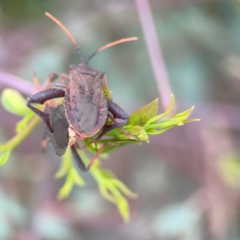 Amorbus sp. (genus) at Mount Ainslie to Black Mountain - 2 Jan 2024