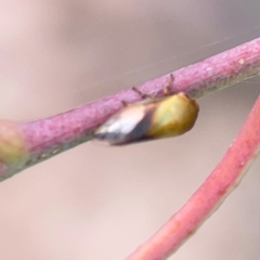 Chaetophyes compacta at Mount Ainslie to Black Mountain - 2 Jan 2024