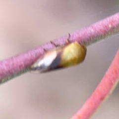 Chaetophyes compacta at Mount Ainslie to Black Mountain - 2 Jan 2024