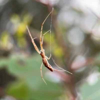 Tetragnatha sp. (genus) (Long-jawed spider) at Mount Ainslie to Black Mountain - 2 Jan 2024 by Hejor1