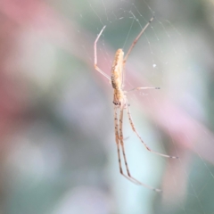 Tetragnatha sp. (genus) at Mount Ainslie to Black Mountain - 2 Jan 2024