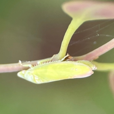 Reuplemmeles hobartensis (An Iassinae leafhopper) at Mount Ainslie to Black Mountain - 2 Jan 2024 by Hejor1