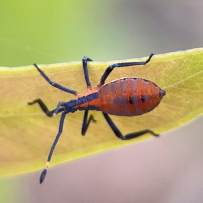 Amorbus sp. (genus) (Eucalyptus Tip bug) at Mount Ainslie to Black Mountain - 2 Jan 2024 by Hejor1