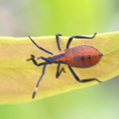 Amorbus sp. (genus) at Mount Ainslie to Black Mountain - 2 Jan 2024