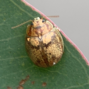 Paropsis charybdis at Mount Ainslie to Black Mountain - 2 Jan 2024