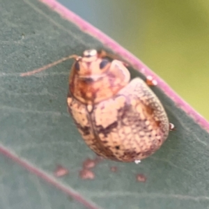 Paropsis charybdis at Mount Ainslie to Black Mountain - 2 Jan 2024