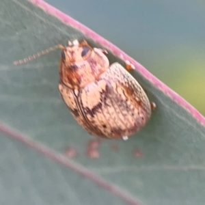 Paropsis charybdis at Mount Ainslie to Black Mountain - 2 Jan 2024