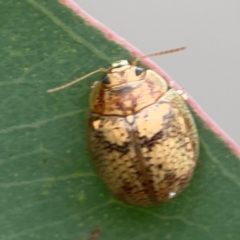 Paropsis charybdis at Mount Ainslie to Black Mountain - 2 Jan 2024 07:17 PM