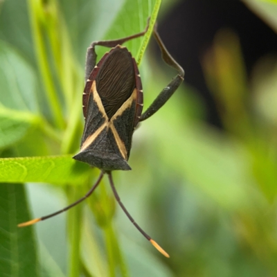 Mictis profana (Crusader Bug) at Commonwealth & Kings Parks - 2 Jan 2024 by Hejor1