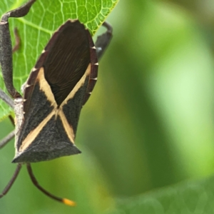 Mictis profana at Mount Ainslie to Black Mountain - 2 Jan 2024