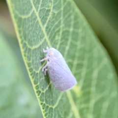 Anzora unicolor (Grey Planthopper) at Mount Ainslie to Black Mountain - 2 Jan 2024 by Hejor1