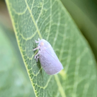 Anzora unicolor (Grey Planthopper) at Commonwealth & Kings Parks - 2 Jan 2024 by Hejor1