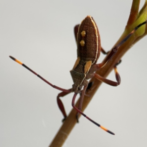 Mictis profana at Mount Ainslie to Black Mountain - 2 Jan 2024