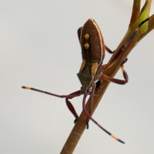 Mictis profana at Mount Ainslie to Black Mountain - 2 Jan 2024