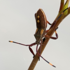 Mictis profana at Mount Ainslie to Black Mountain - 2 Jan 2024