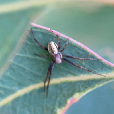 Salsa fuliginata (Sooty Orb-weaver) at Mount Ainslie to Black Mountain - 2 Jan 2024 by Hejor1