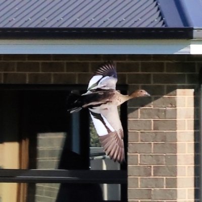 Chenonetta jubata (Australian Wood Duck) at Wodonga - 2 Jan 2024 by KylieWaldon