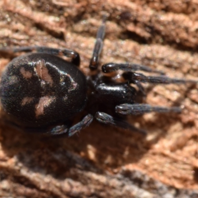 Unidentified Other hunting spider at Jerrabomberra, NSW - 2 Jan 2024 by DianneClarke