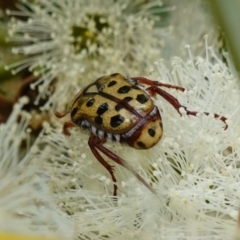 Neorrhina punctatum (Spotted flower chafer) at Vincentia, NSW - 1 Jan 2024 by RobG1