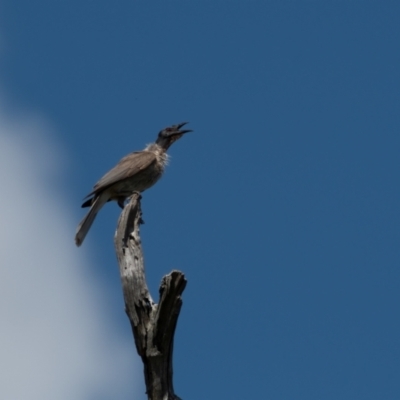 Philemon corniculatus (Noisy Friarbird) at Molonglo River Reserve - 1 Jan 2024 by Untidy