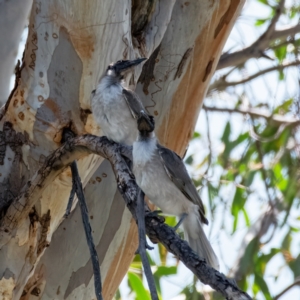 Philemon corniculatus at Molonglo River Reserve - 1 Jan 2024 04:05 PM