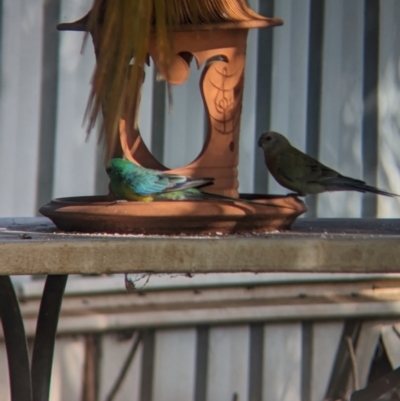 Psephotus haematonotus (Red-rumped Parrot) at Wellington, NSW - 2 Jan 2024 by Darcy