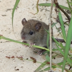 Rattus rattus at Kambah, ACT - 3 Jan 2024 10:07 AM