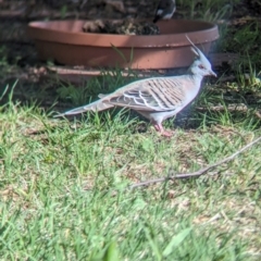 Ocyphaps lophotes (Crested Pigeon) at Wellington, NSW - 2 Jan 2024 by Darcy