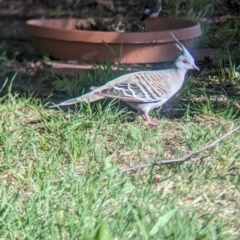 Ocyphaps lophotes (Crested Pigeon) at Wellington, NSW - 1 Jan 2024 by Darcy