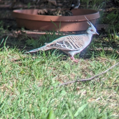 Ocyphaps lophotes (Crested Pigeon) at Wellington, NSW - 1 Jan 2024 by Darcy