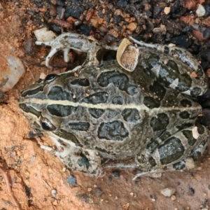 Limnodynastes tasmaniensis at QPRC LGA - 2 Jan 2024 01:38 PM