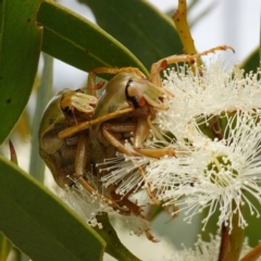 Schizorhina atropunctata (Schizorhina atropunctata) at Vincentia, NSW - 1 Jan 2024 by RobG1