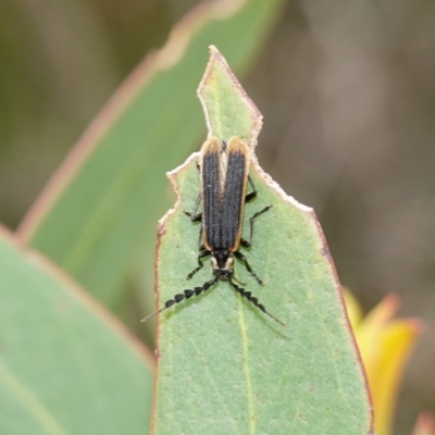 Achras limbatum (A net-winged beetle) at Vincentia, NSW - 1 Jan 2024 by RobG1