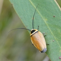 Ellipsidion australe (Austral Ellipsidion cockroach) at Vincentia, NSW - 1 Jan 2024 by RobG1