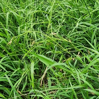 Microlaena stipoides (Weeping Grass) at Mount Ainslie - 3 Jan 2024 by Steve818