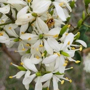 Bursaria spinosa subsp. lasiophylla at Mount Ainslie - 3 Jan 2024