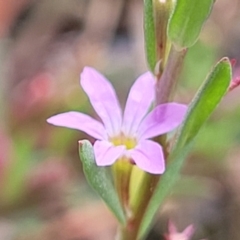 Lythrum hyssopifolia (Small Loosestrife) at Beechworth, VIC - 3 Jan 2024 by trevorpreston