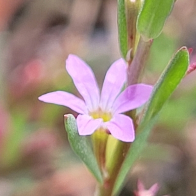 Lythrum hyssopifolia (Small Loosestrife) at Beechworth, VIC - 3 Jan 2024 by trevorpreston