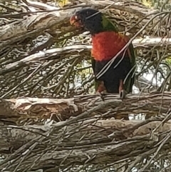 Trichoglossus moluccanus (Rainbow Lorikeet) at Mawson, ACT - 3 Jan 2024 by KateU