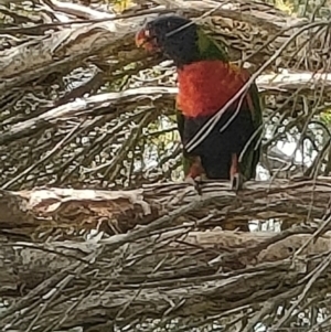 Trichoglossus moluccanus at Mawson, ACT - 3 Jan 2024