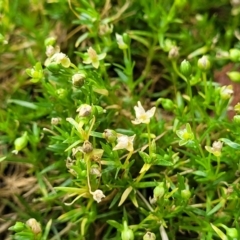 Sagina procumbens (Spreading Pearlwort) at Beechworth, VIC - 3 Jan 2024 by trevorpreston