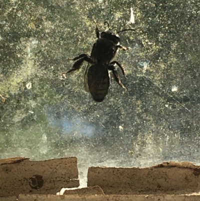 Leioproctus sp. (genus) (Plaster bee) at Lower Borough, NSW - 22 Dec 2023 by mcleana