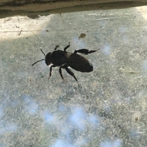 Leioproctus sp. (genus) at Lower Borough, NSW - 22 Dec 2023