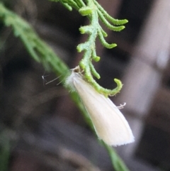 Tipanaea patulella (The White Crambid moth) at Lower Borough, NSW - 28 Dec 2023 by mcleana