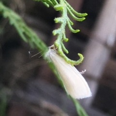 Tipanaea patulella (A Crambid moth) at Lower Borough, NSW - 28 Dec 2023 by mcleana