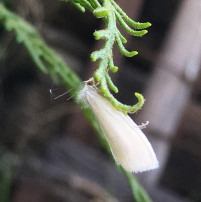 Tipanaea patulella (The White Crambid moth) at Lower Borough, NSW - 28 Dec 2023 by mcleana