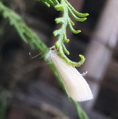 Tipanaea patulella (The White Crambid moth) at Goulburn Mulwaree Council - 28 Dec 2023 by mcleana