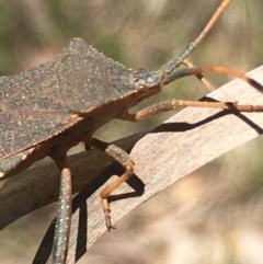 Amorbus rubiginosus (A Eucalyptus Tip Bug) at Lower Borough, NSW - 30 Dec 2023 by mcleana